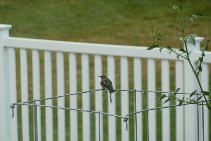 Hummingbird - 2012 211/366